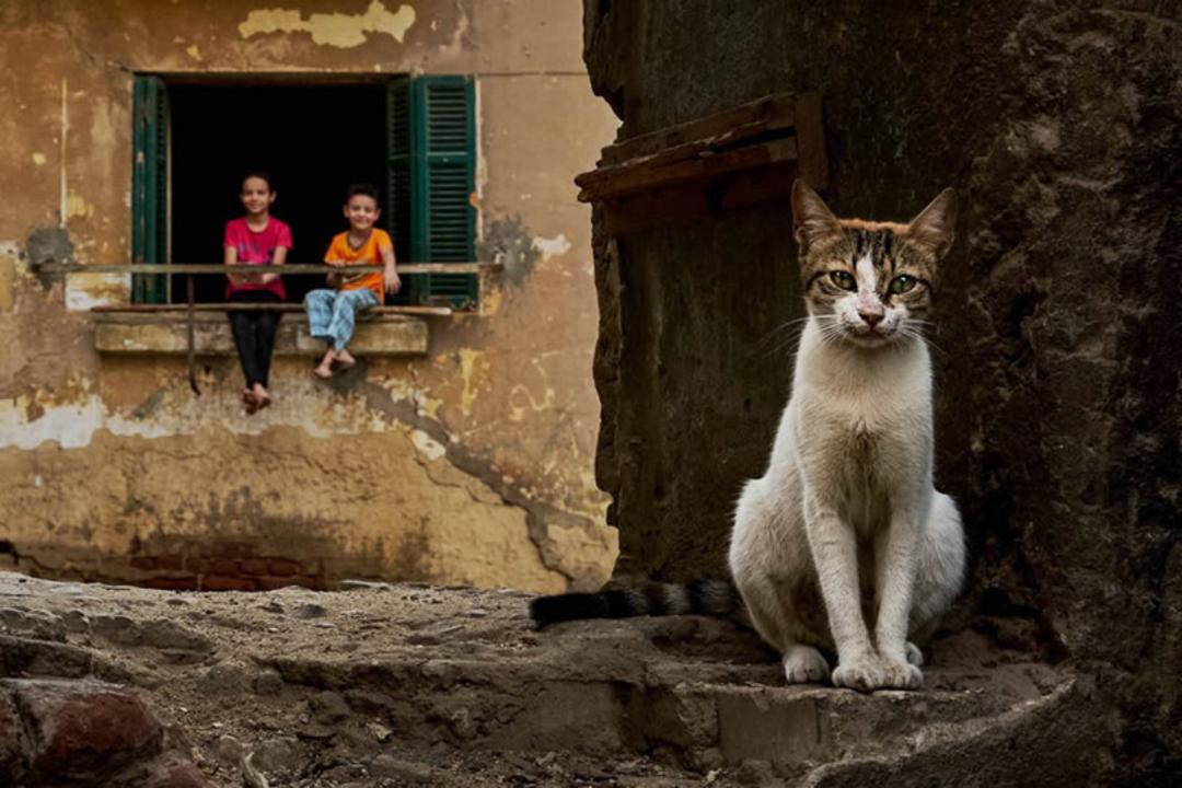 گربه خیابانی مقابل پنجره کودکان
