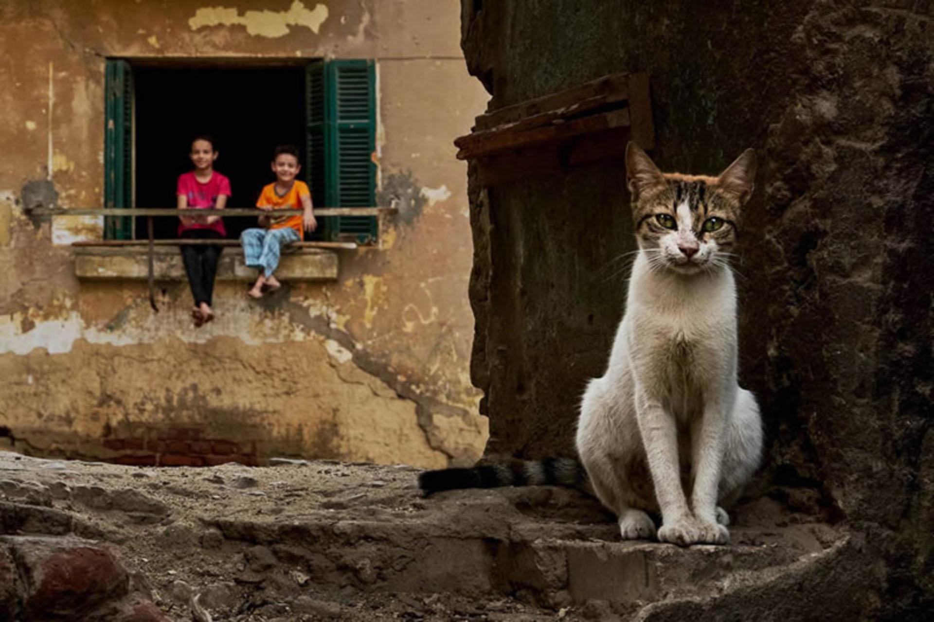 گربه خیابانی مقابل پنجره کودکان