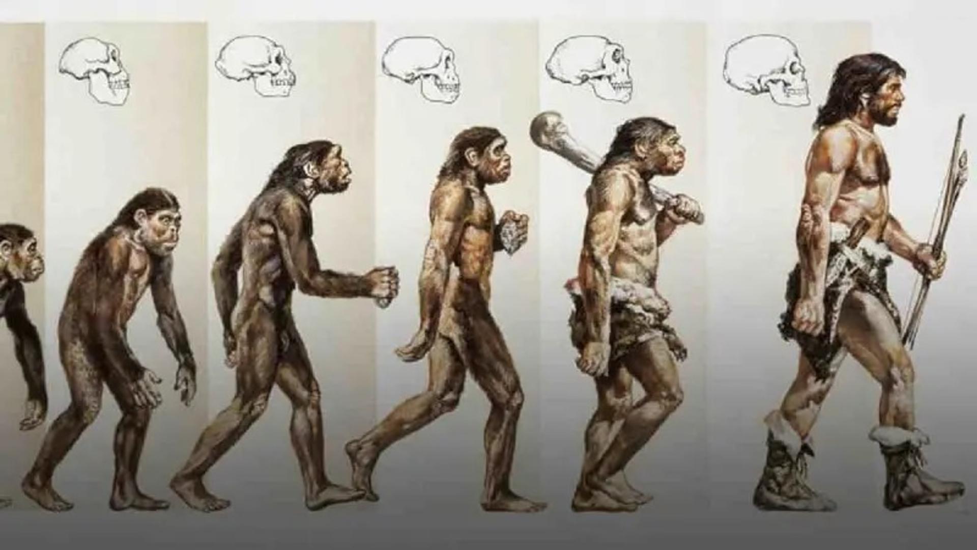 روند تکامل مغز انسان اولیه