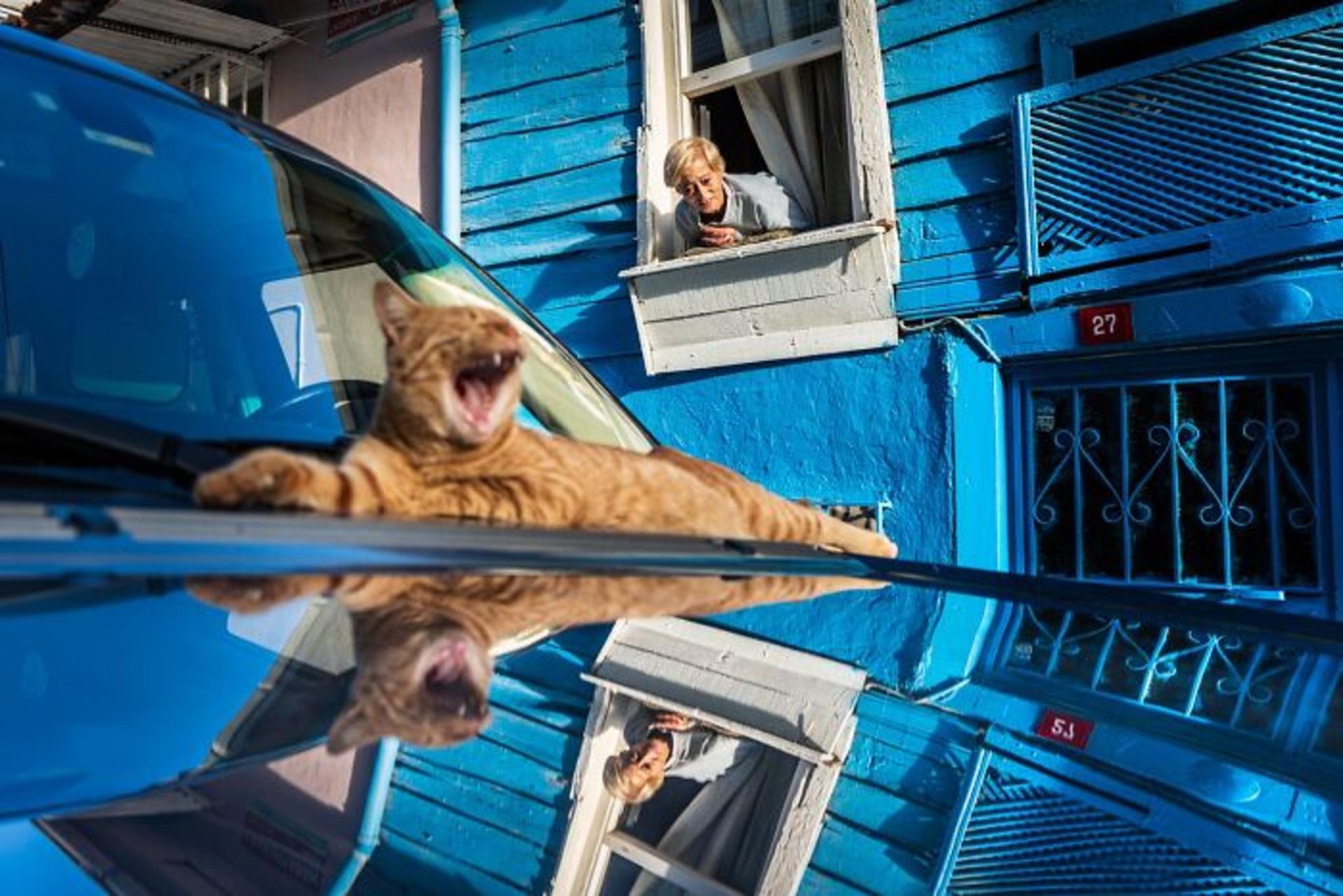 گربه روی سقف ماشین در حال خمیازه کشیدن