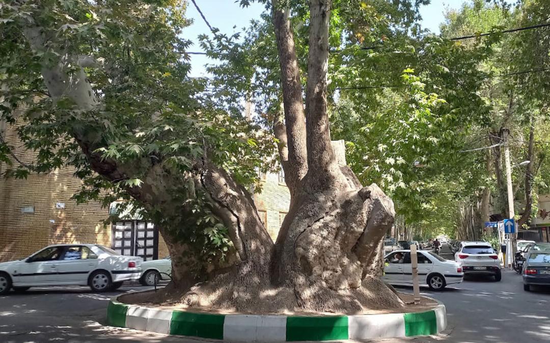 میدان چنار محلات