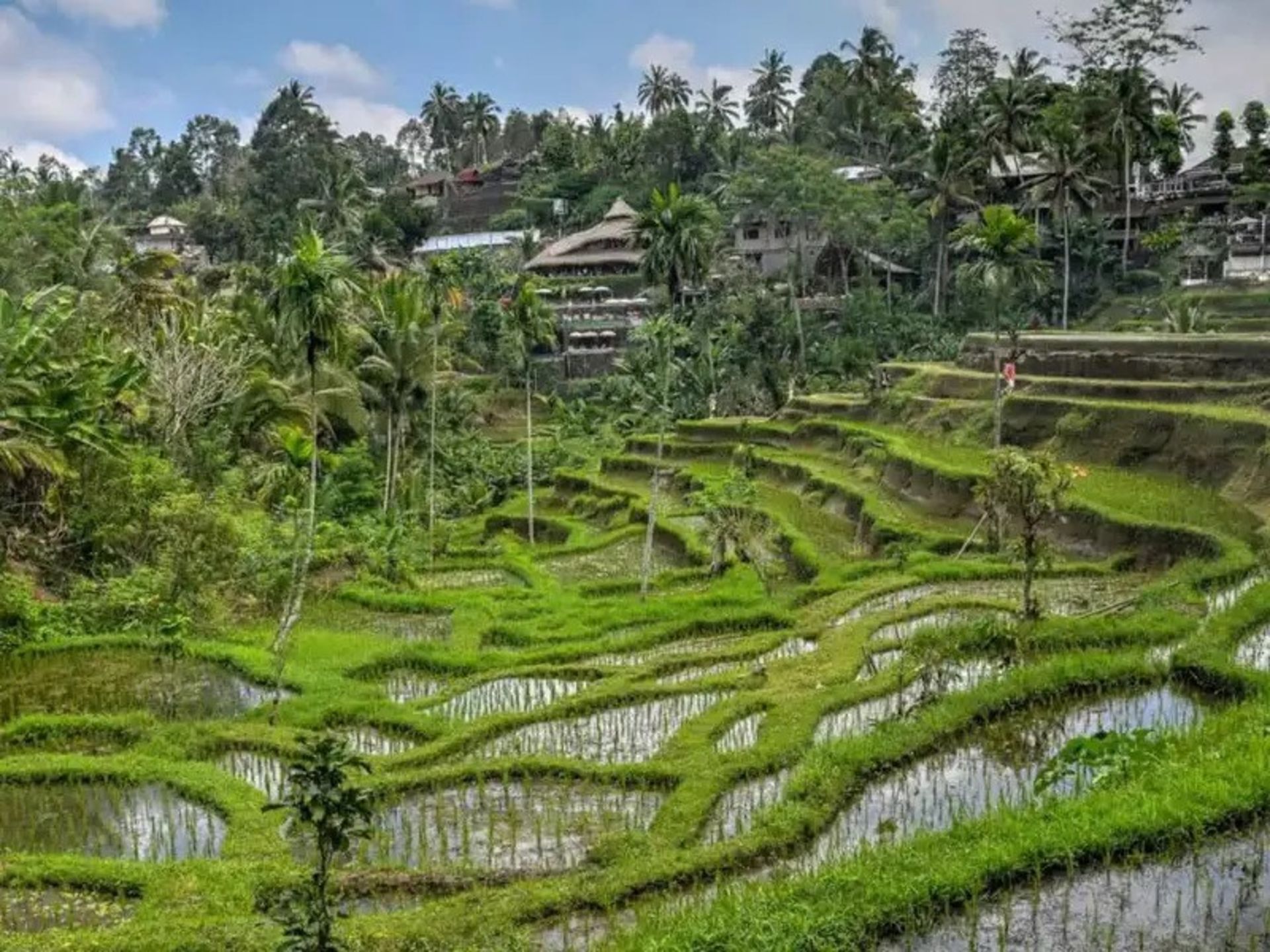 چشم انداز زیبای مزارع برنج تگالالانگ در بالی 