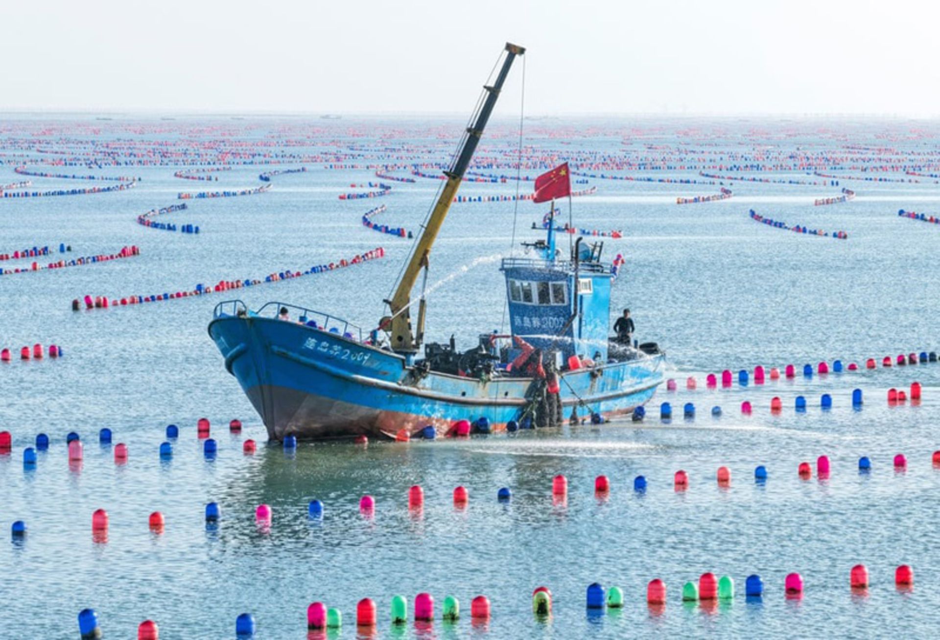 ماهیگیران در حال برداشت صدف‌ در یک مزرعه پرورش آبزیان در چین