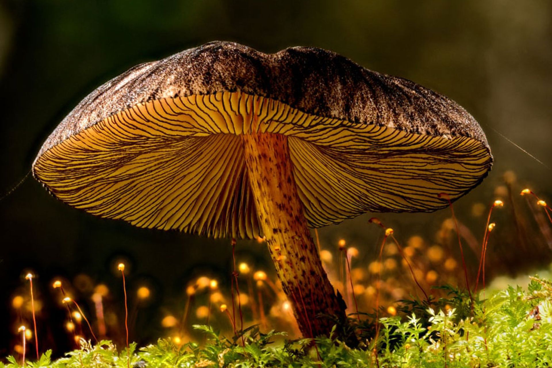 کرم های شب تاب د راطراف یک قارچ