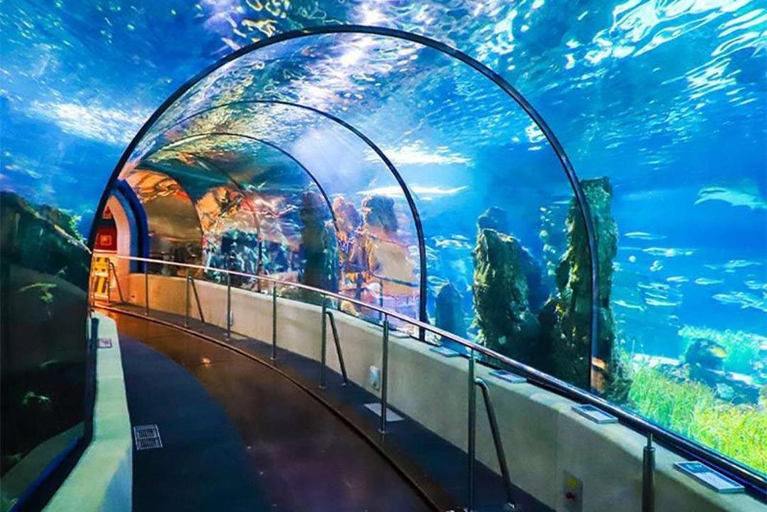 ماهی های تونل آکواریوم بندر انزلی