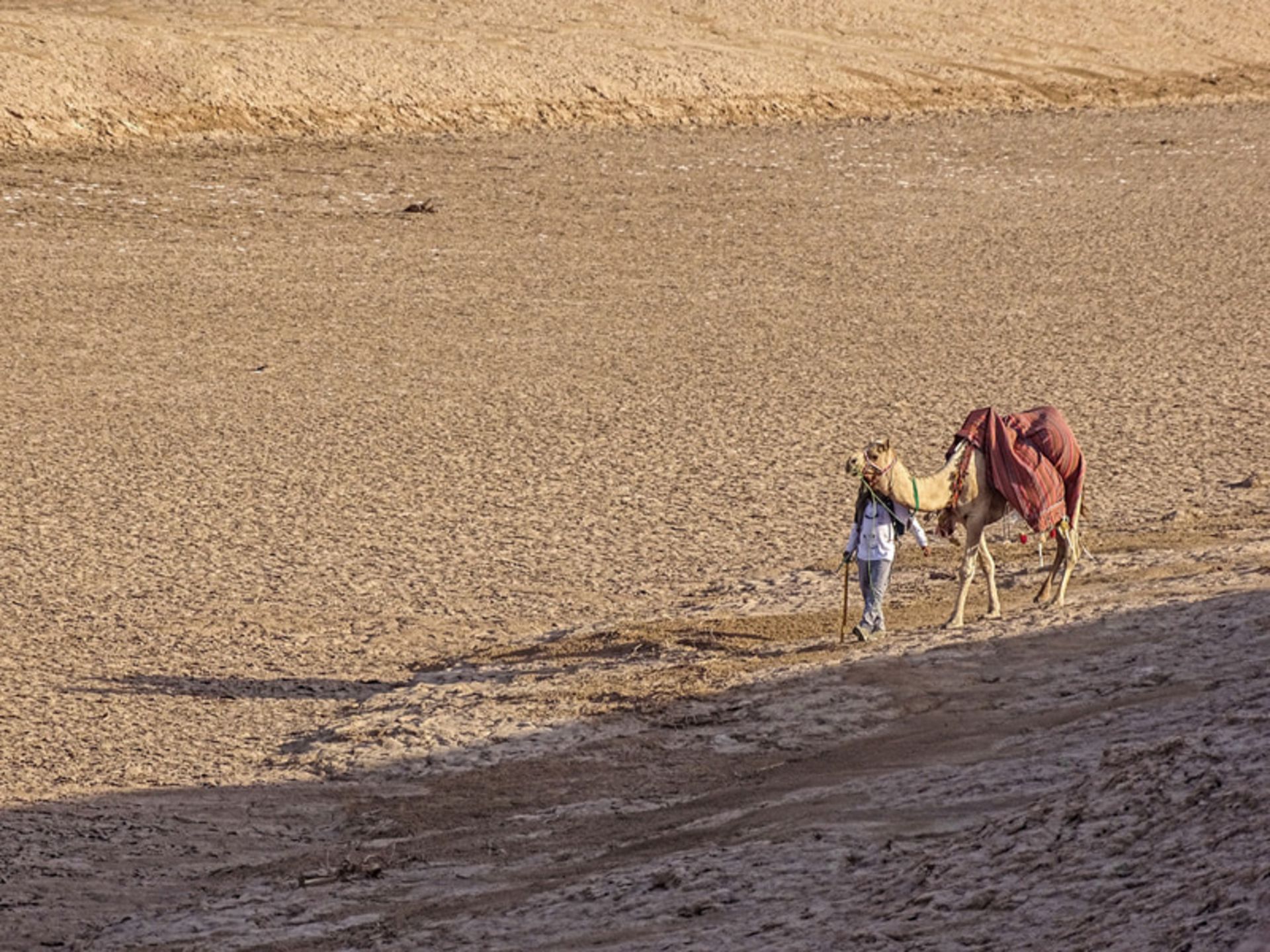 حرکت شتر در کویر شهداد کرمان