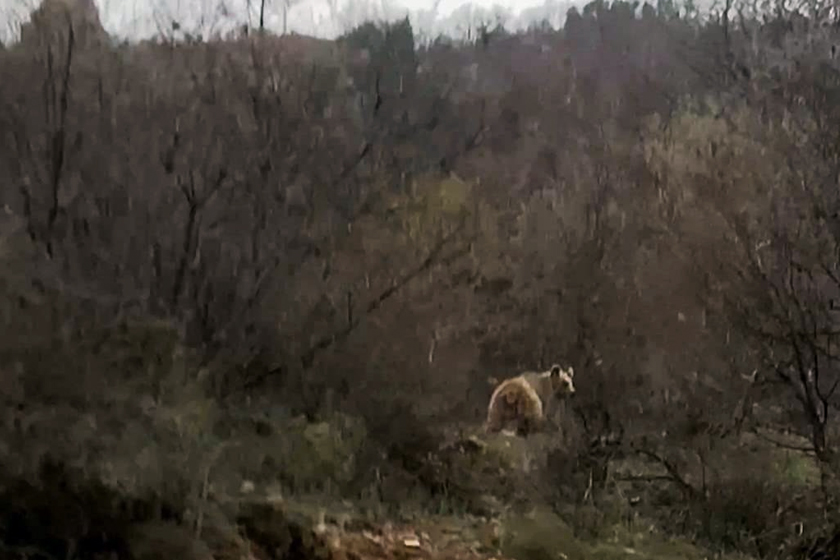 خرس در ارومیه