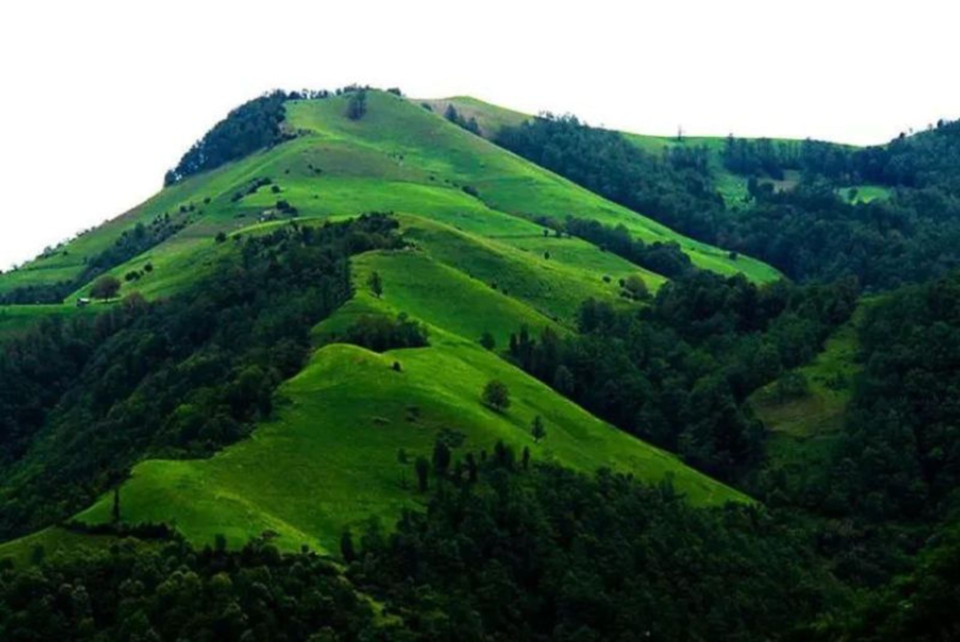 طبیعت سرسبز جنگل فندقلو در تابستان