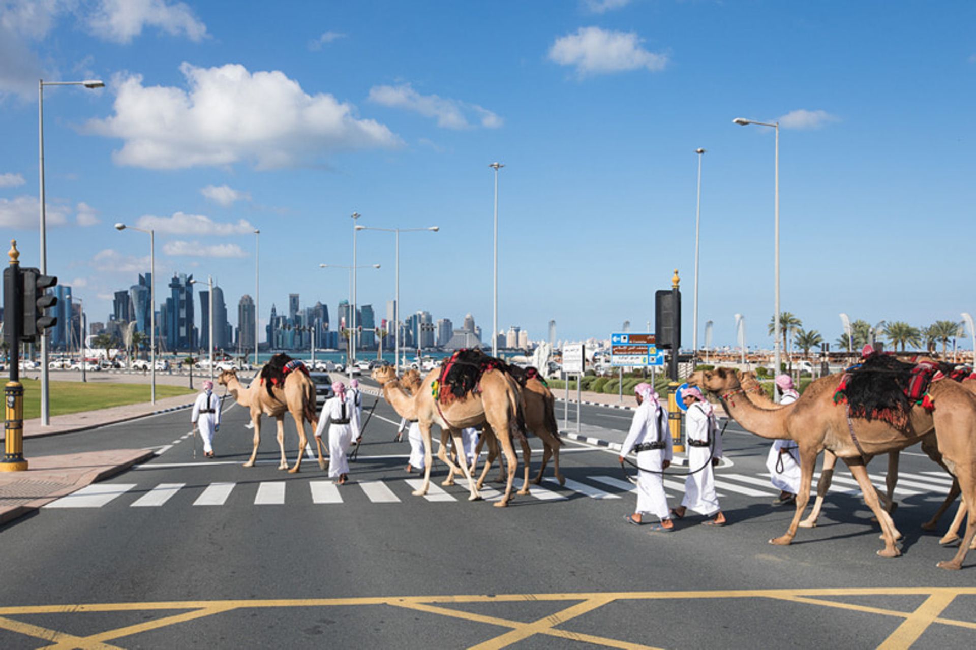 شترها در حال عبور از خیابان