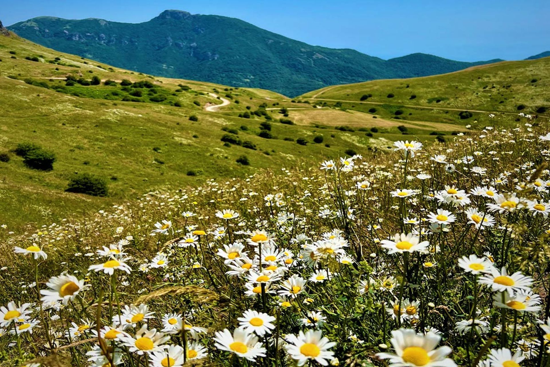 گلهای بهاری در جنگل فندقلو