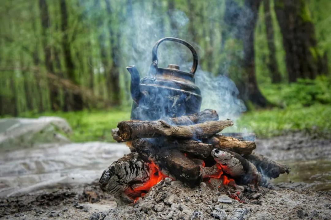 چای آتشی در جنگل های شمال