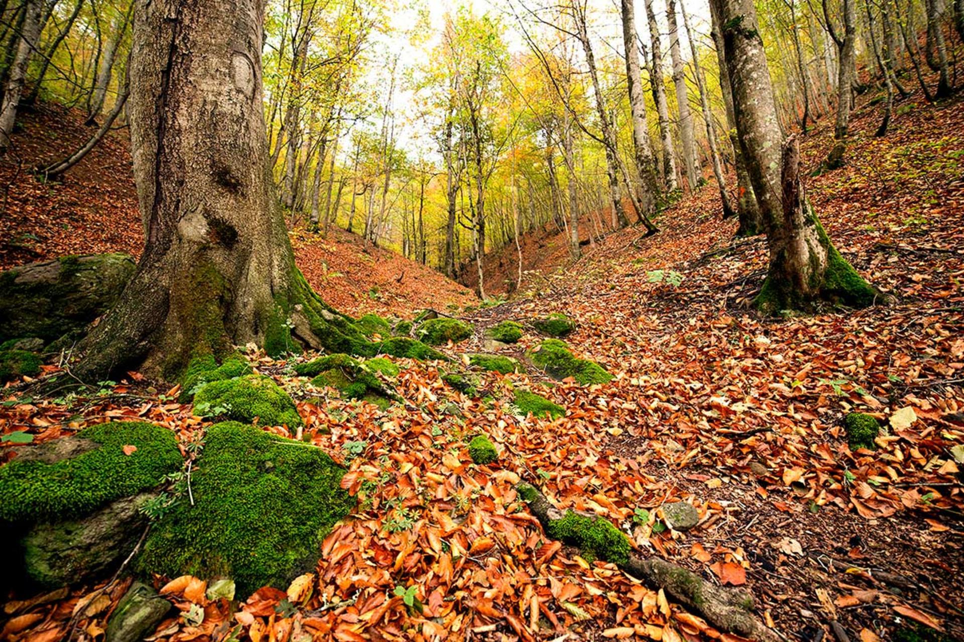 طبیعت پاییزی جنگل در جاده اسالم به خلخال