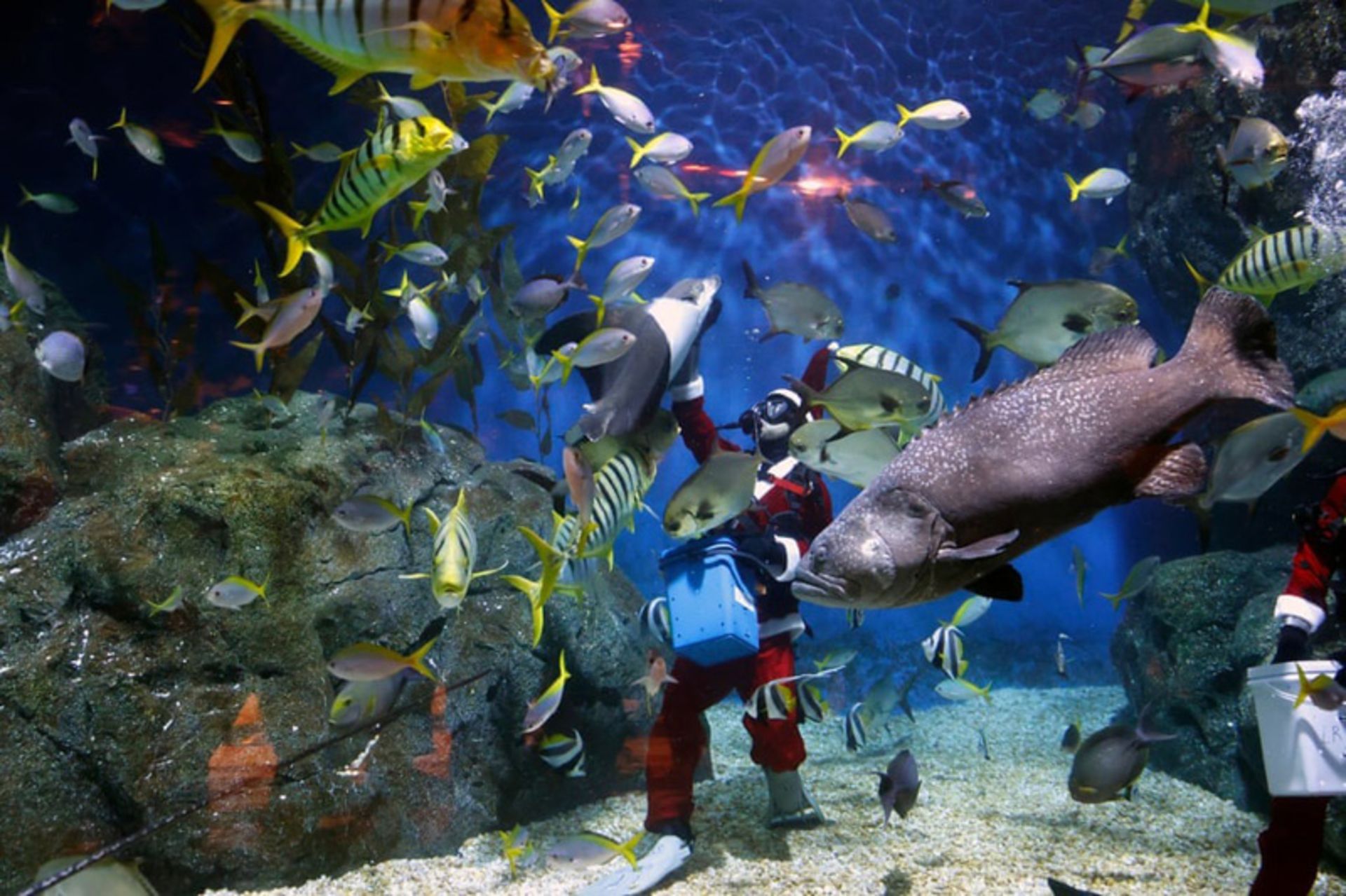 غذا دادن به ماهی ها توسط غواصی با لباس بابانوئل در آکواریوم سی لایف تایلند