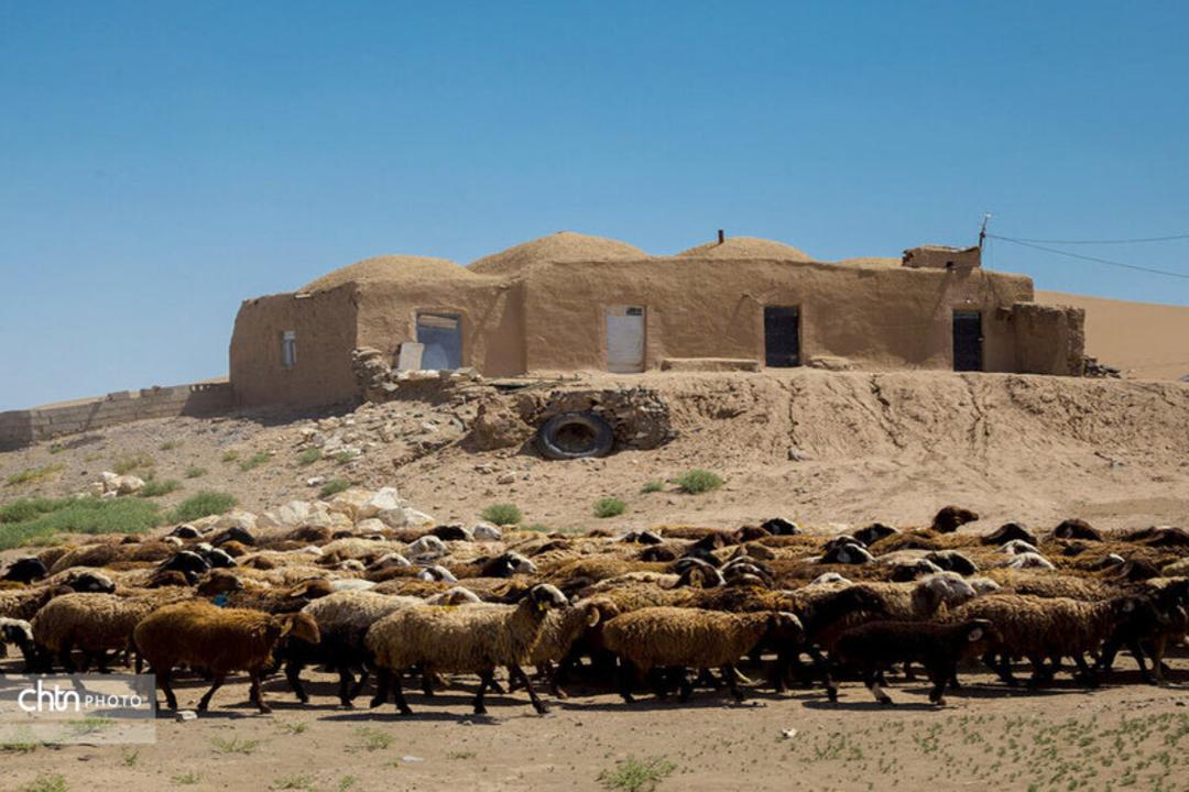گله گوسفند در رضا آباد