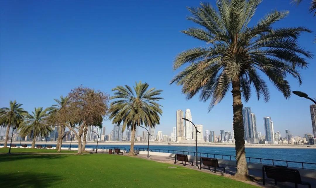 درختان پارک ساحلی الممزر دبی