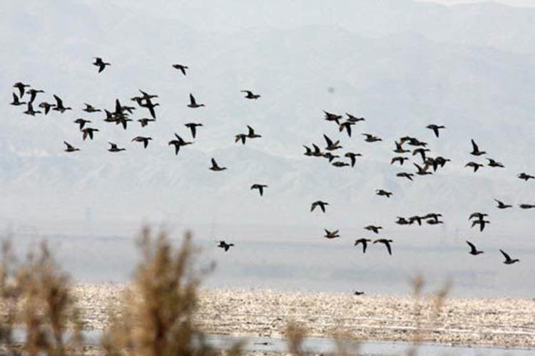 تالاب کجی نمکزار