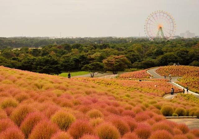 پارک ساحلی هیتاچی ژاپن