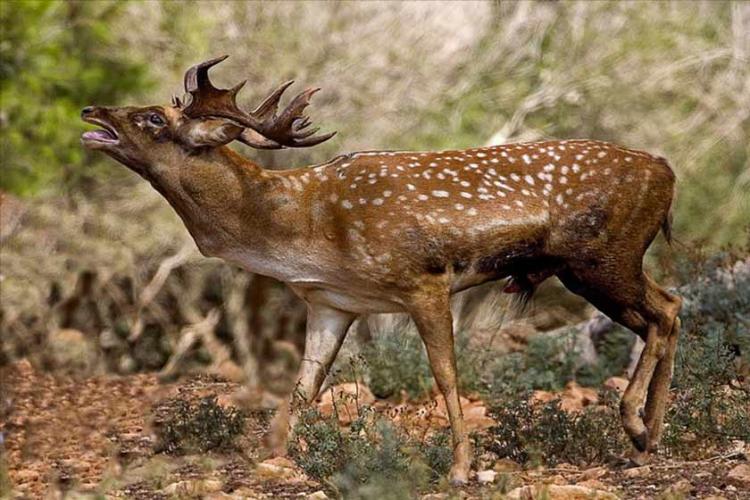 پناهگاه حیات وحش دشت ناز و دودانگه و چهاردانگه
