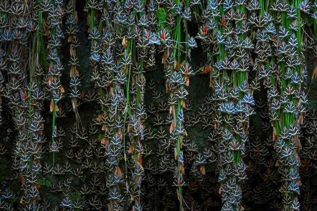 در ه پروانه ها یونان