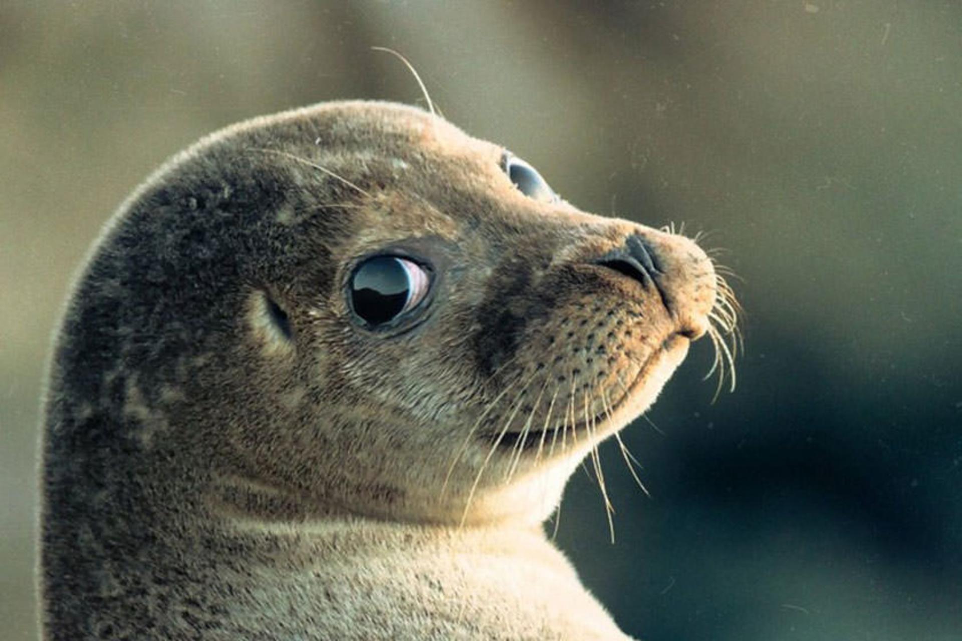 مرگ دسته‌جمعی فک‌ها در سواحل قزاقستان؛ یافتن ۱۹۱ لاشه در دریای خزر