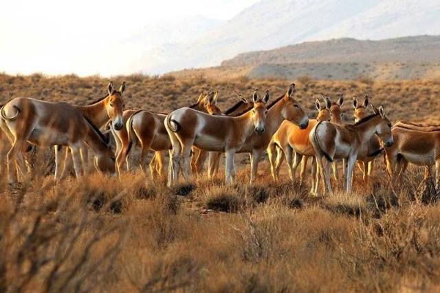خارتوران