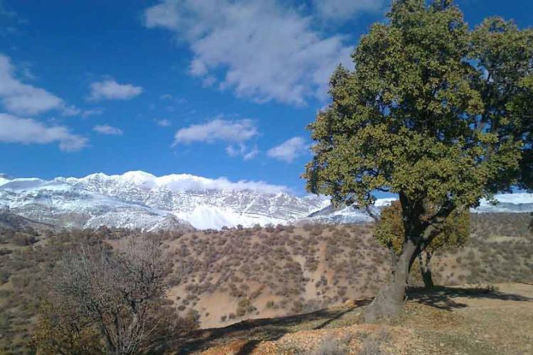 پارک جنگلی یاسوج