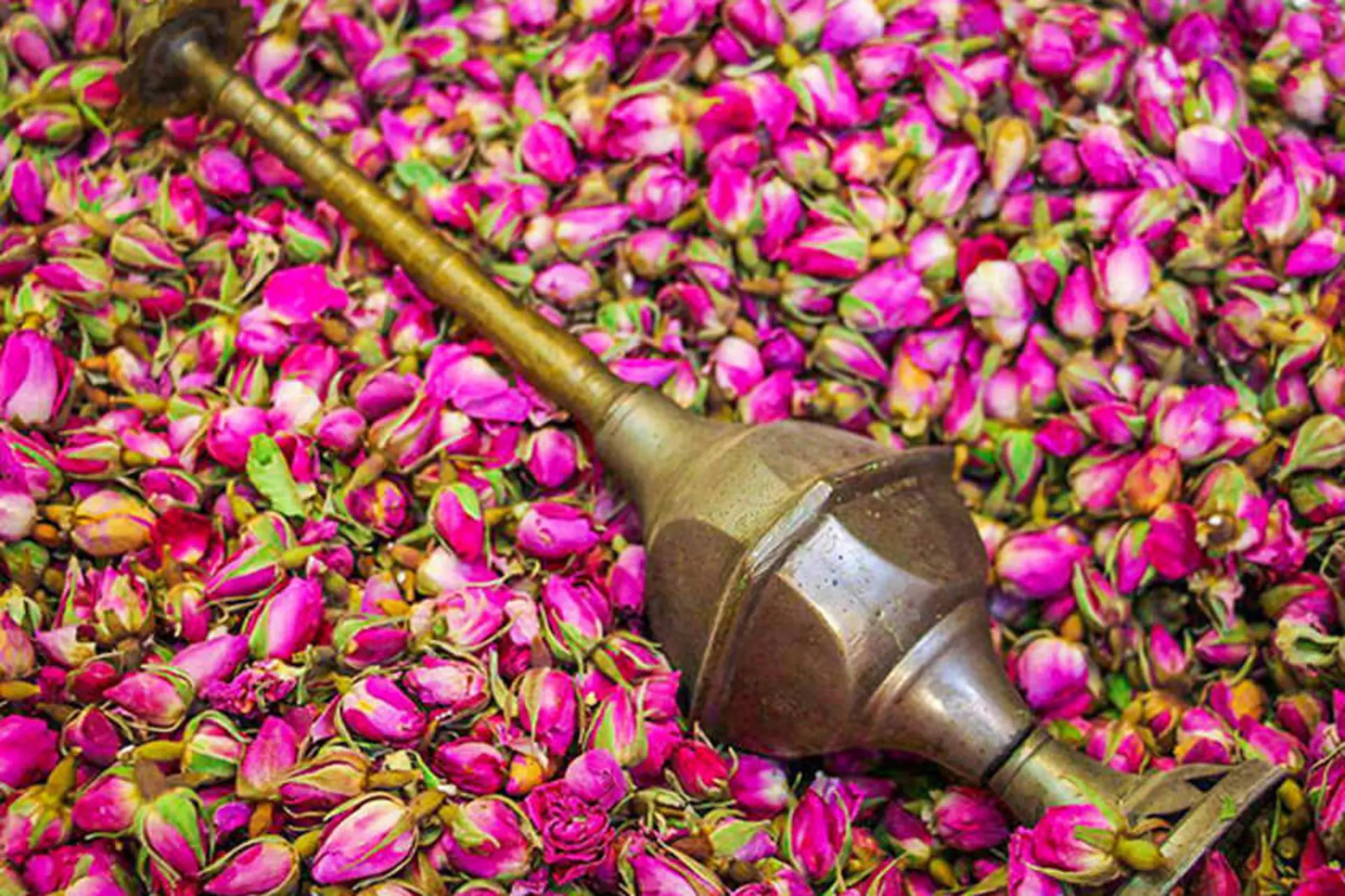 گلاب گیری