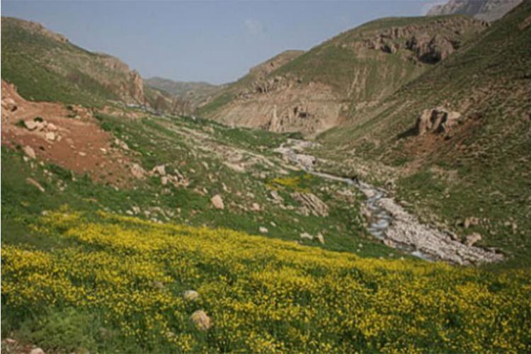 منطقه گل زرد