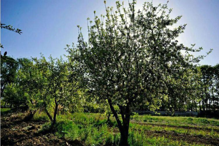 باغ سیب مهرشهر