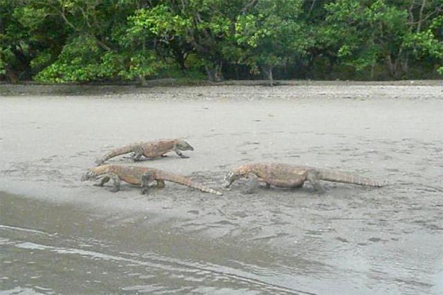 Komodo National Park