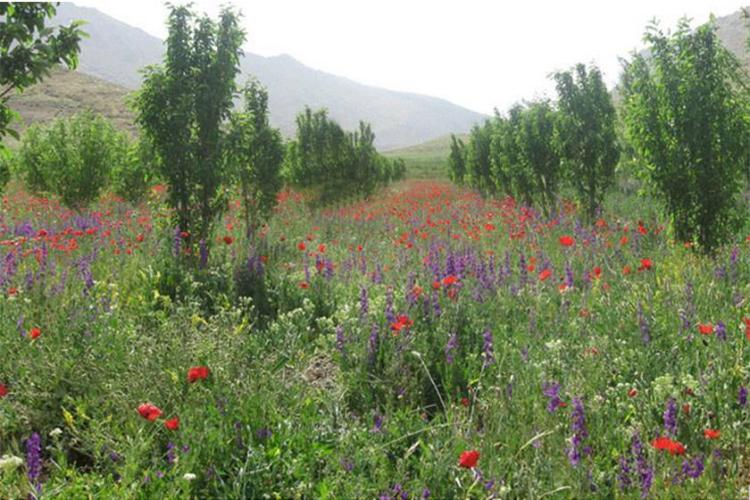 دره حنا علیشاه