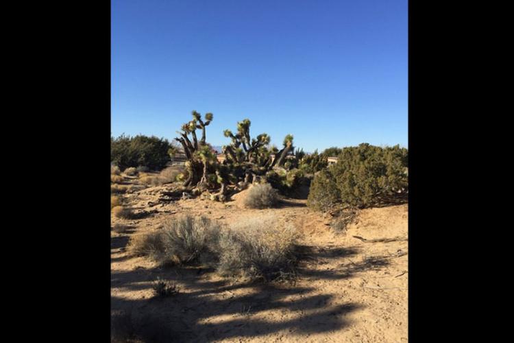 prime desert woodland preserve