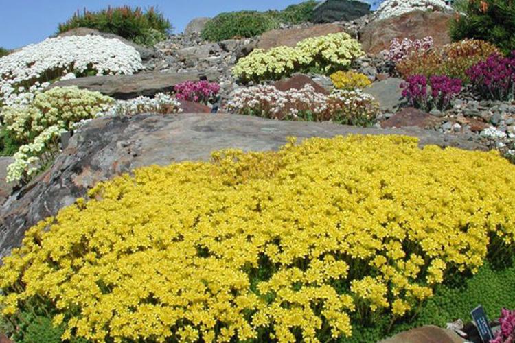 باغ گیاه شناسی آرکتیک-آلپاین 