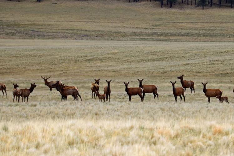 Valles Caldera National Preserve
