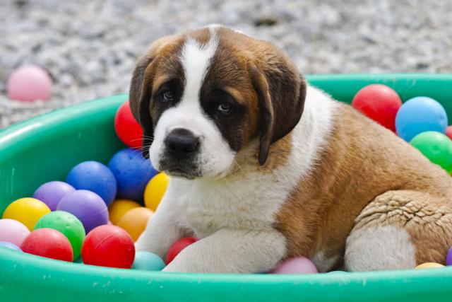 موزه سگ های سنت برنارد