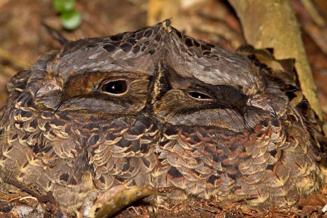 پارک ملی آنداسیب - مانتادیا