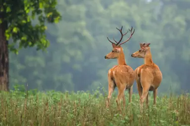 پارک ملی کاهنا