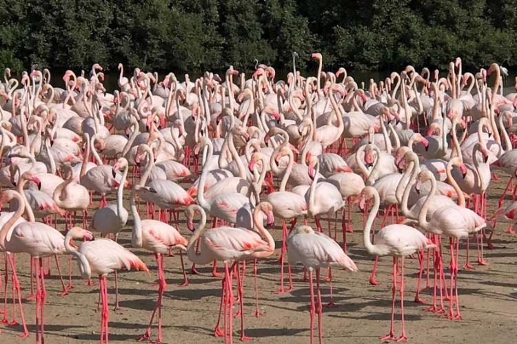 پناهگاه حیات وحش راس الخور