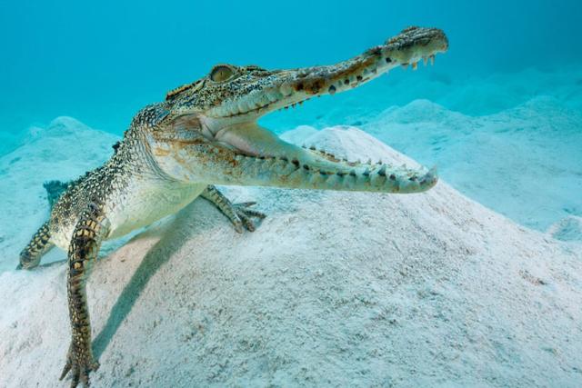 پارک کروکودیل کروکوساوروس کوو