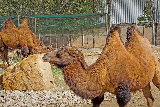 باغ وحش ریاض