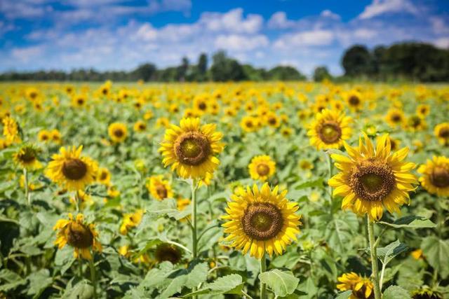 مزرعه آفتابگردان پاتانا نیکوم 