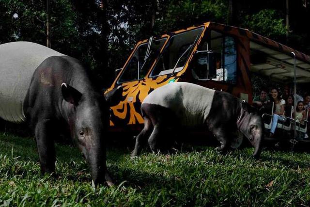 باغ وحش نایت سافاری