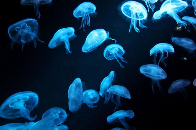 آکواریوم اس ای آ