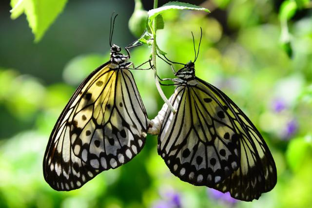 پارک پروانه ها و قلمرو حشرات