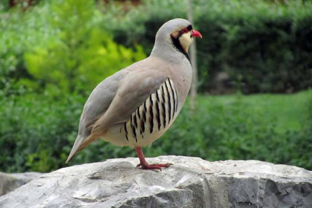 منطقه شکار ممنوع زله زرد