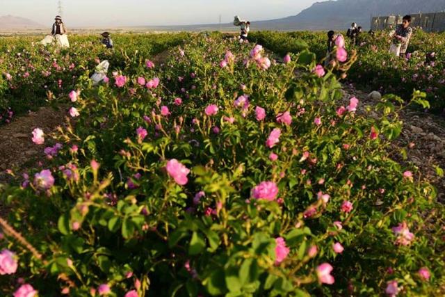 گلستان های محمدی میمند