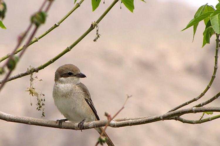 پارک ملی تنگ صياد