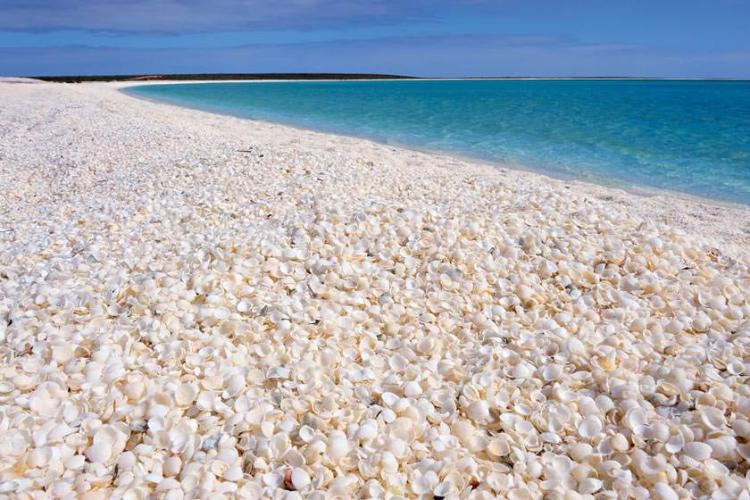 ساحل صدف (ساحل شل)