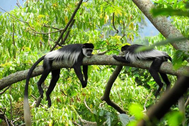 پارک ملی ویرونگا