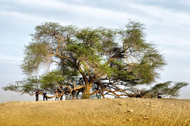 درخت زندگی